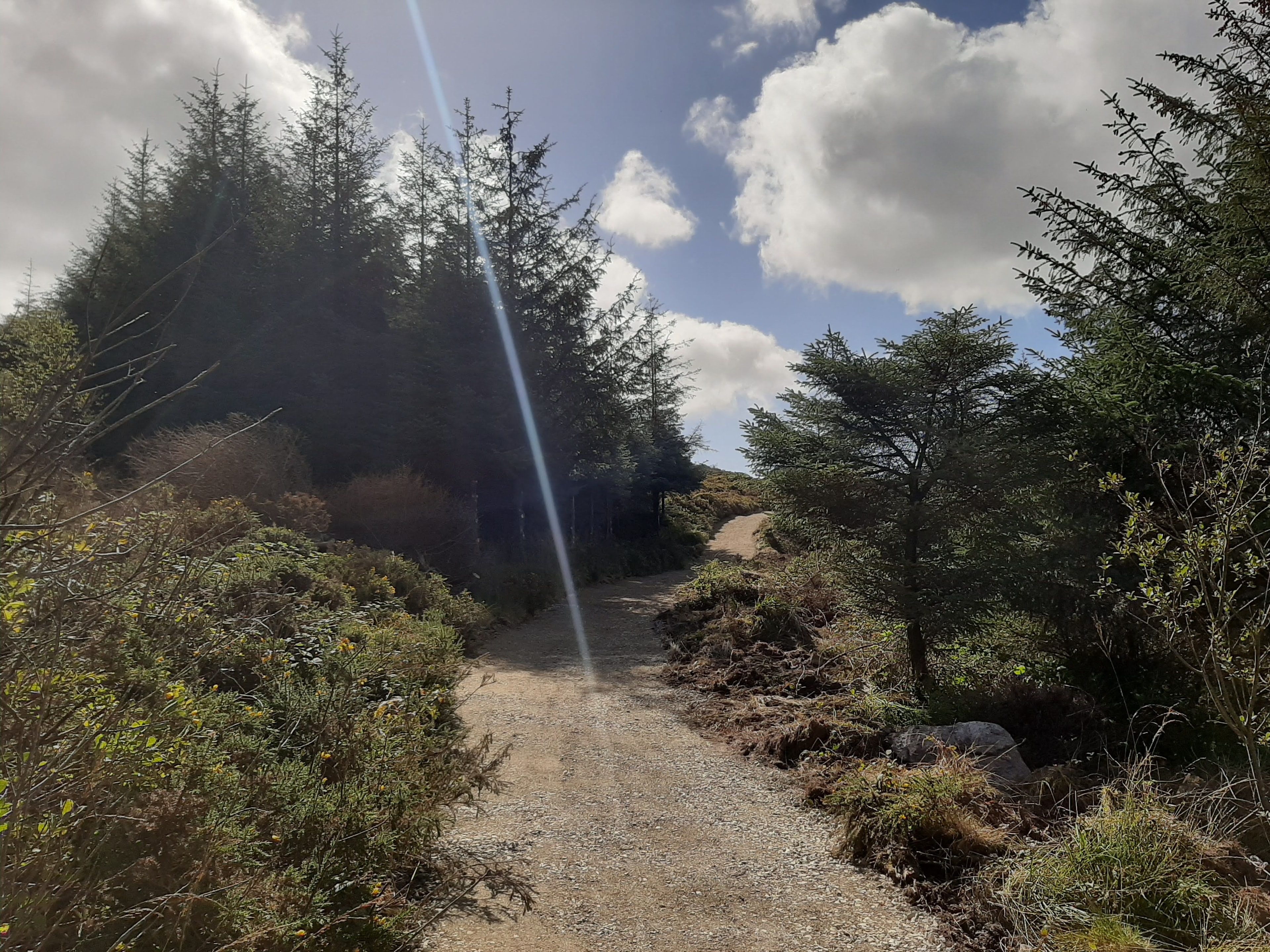 Wexford Trails